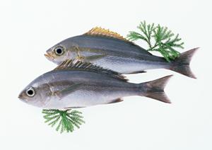 焼肉 飛車角 横浜店の魅力と詳細ガイド