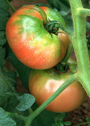 東京水タバコにファンが多い理由とは