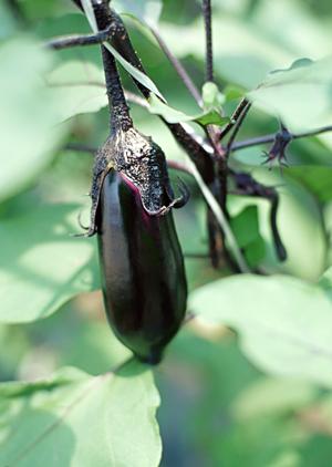 天満橋周辺の絶品牡蠣料理を満喫！最新情報とおすすめレストランをご紹介