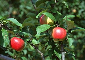 大府市で家族が楽しめるイタリアンレストラン特集！子供メニューや感染症対策も充実