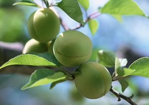 お取り寄せ可能！へぎそば通販を利用