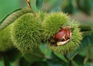 東京で気軽に水タバコが楽しめるお店