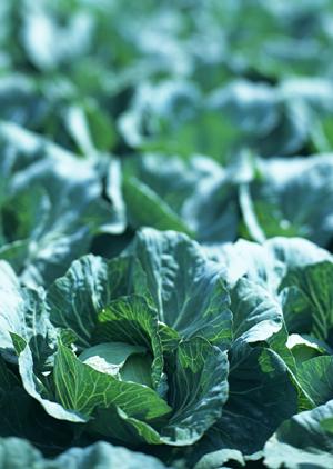 群馬県高崎市で有名なディナーは