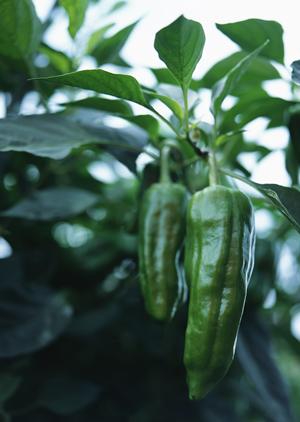 横浜市にある中華料理屋について